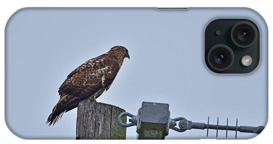 Accipiter Cooperii iPhone Case featuring the photograph Cooper's Hawk #1 by Amazing Action Photo Video