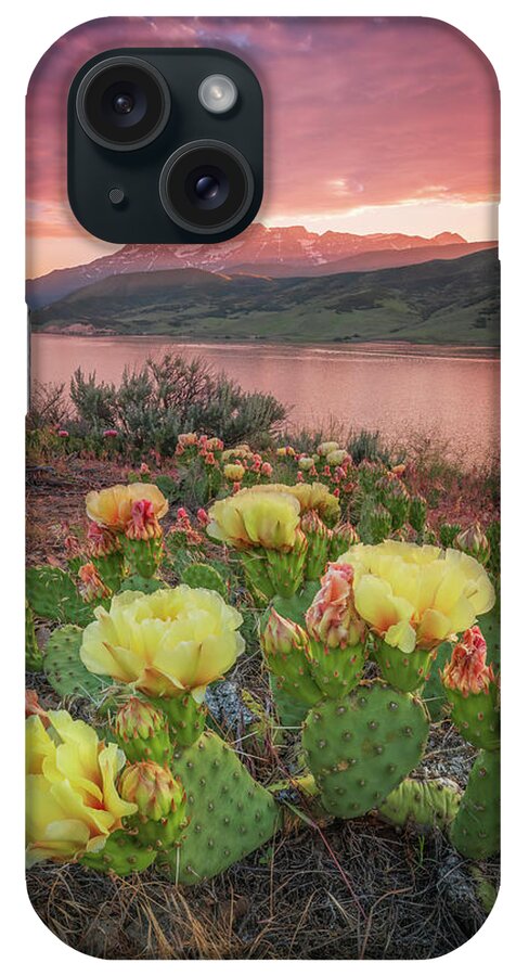 Utah iPhone Case featuring the photograph Deer Creek Golden Cactus Flower Sunset #1 by Wasatch Light