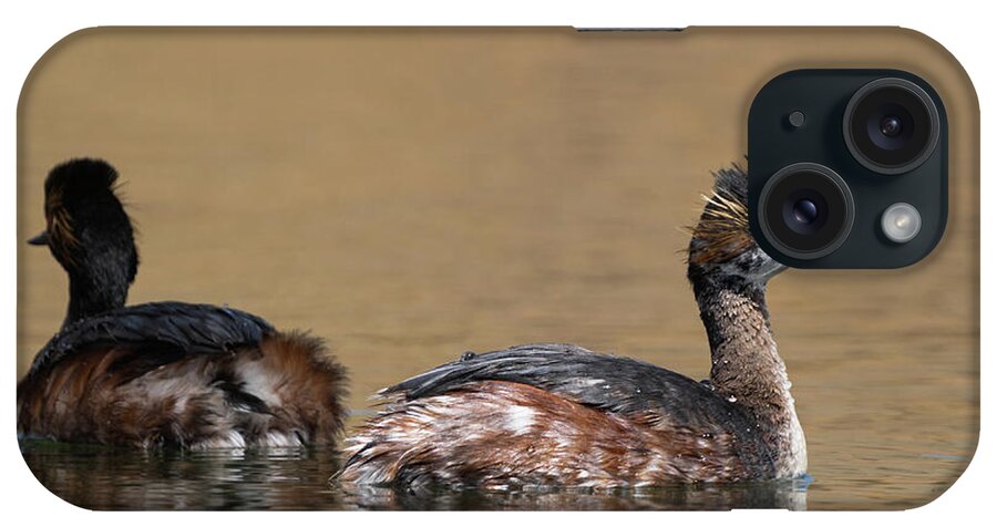 Eared Grebe iPhone Case featuring the photograph Eared Grebe #1 by Julieta Belmont