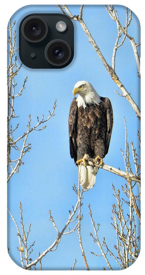 Eagle iPhone Case featuring the photograph Fishing Eagle #1 by David Armstrong