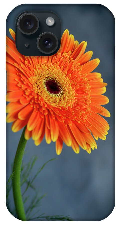 Daisies iPhone Case featuring the photograph Fresh beautiful orange daisy flower blossom. Blooming flower by Michalakis Ppalis