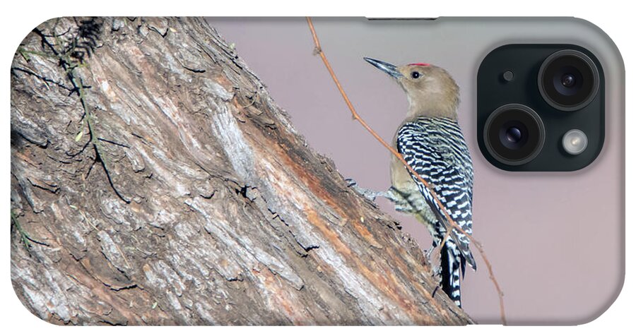 Gila Woodpecker iPhone Case featuring the photograph Gila Woodpecker 3665-020119 by Tam Ryan