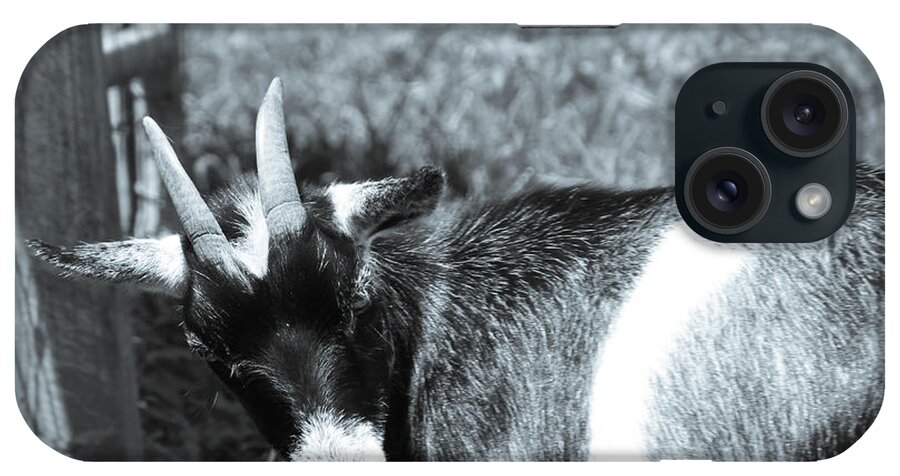 Goat iPhone 15 Case featuring the photograph Goat With An Attitude #1 by Demetrai Johnson