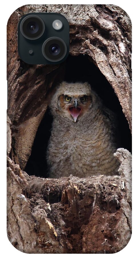 Great Horned Owlet iPhone Case featuring the photograph Great Horned Owlet #1 by Brook Burling