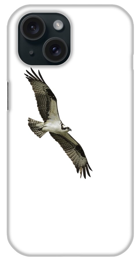 Osprey iPhone Case featuring the photograph Isolated Osprey 2021-1 #1 by Thomas Young