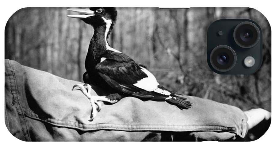 8v3737 iPhone 15 Case featuring the photograph Ivory-Billed Woodpecker Nestling #1 by James T Tanner