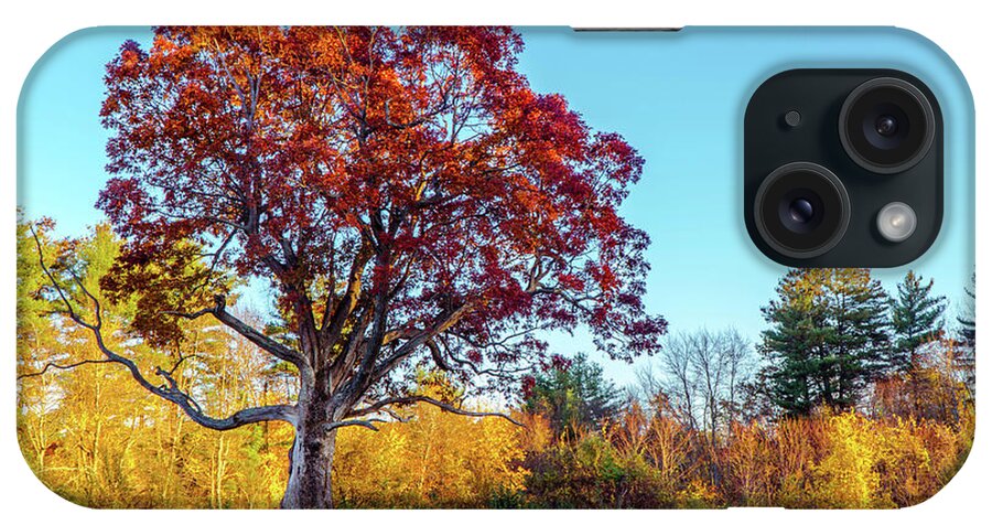 Magical Tree iPhone Case featuring the photograph Magical Tree 3 by Lilia S