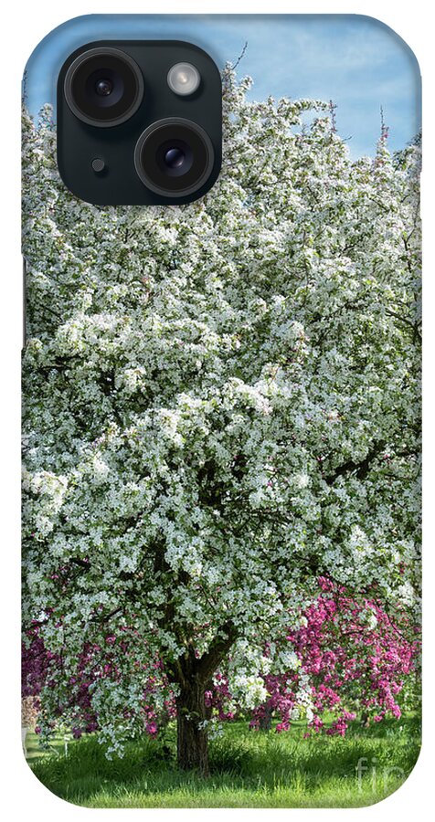 Malus Lady Northcliffe iPhone Case featuring the photograph Malus Lady Northcliffe Blossom #1 by Tim Gainey