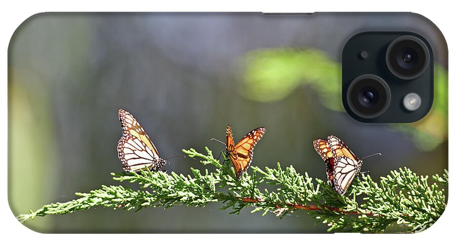 Monarch iPhone Case featuring the photograph Monarch Butterfly #1 by Amazing Action Photo Video