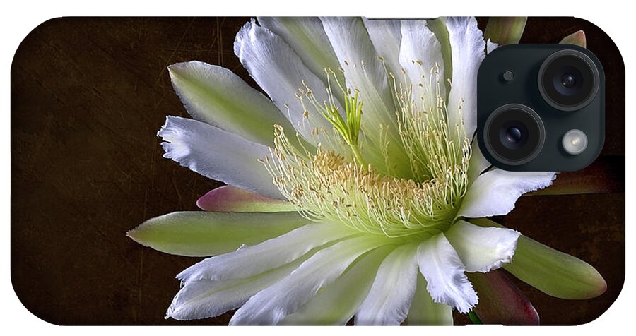 Night Blooming Cereus iPhone Case featuring the photograph Night Blooming Cereus #1 by Endre Balogh