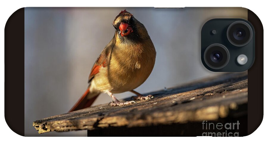 Female Northern Cardinal iPhone Case featuring the photograph Northern Cardinal Feeding #1 by JT Lewis