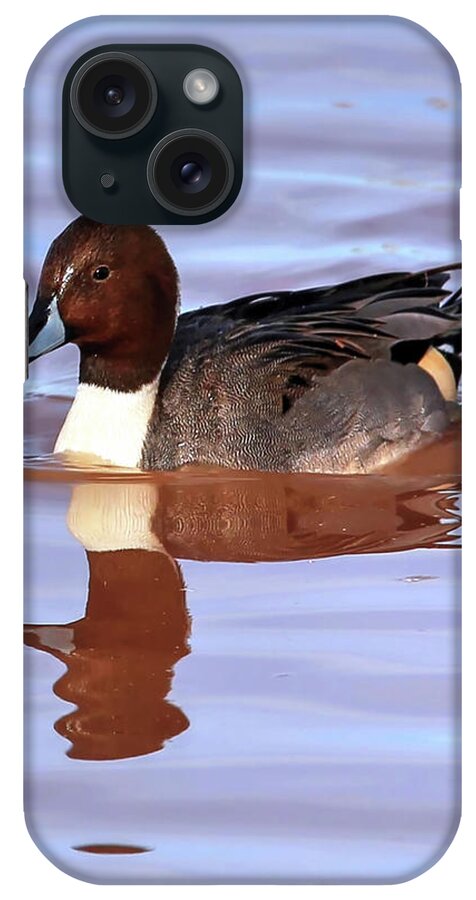 Northern Pintail iPhone Case featuring the photograph Pintail Reflections by Robert Harris