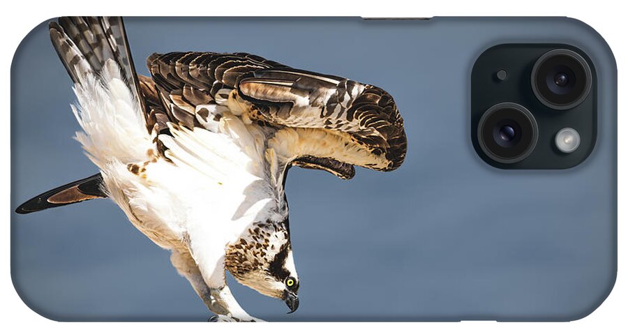 Osprey iPhone Case featuring the photograph Ready to Fly #1 by Bonny Puckett