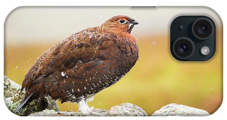 Animal iPhone Case featuring the photograph Red Grouse on a dry stone wall in the rain #1 by Anita Nicholson