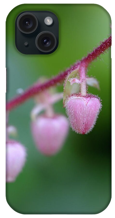 Flower iPhone Case featuring the photograph Salal Gaultheria shallon, Cowichan Valley, Vancouver Island, British Columbia #1 by Kevin Oke