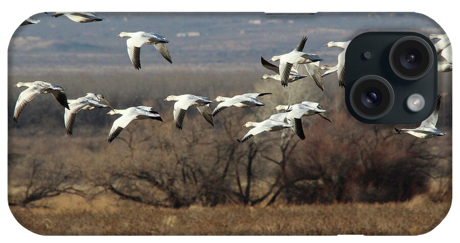 Nature iPhone Case featuring the photograph Snow Geese #1 by Robert Harris