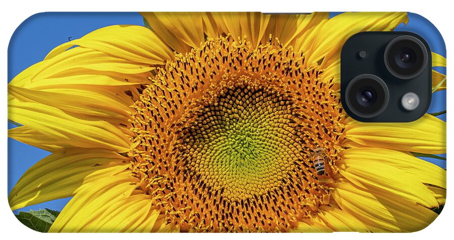 Sunflower iPhone Case featuring the photograph Sunflower #1 by Harold Rau