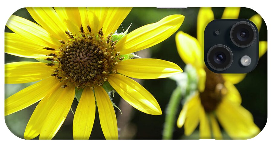  iPhone Case featuring the photograph Sunflowers #1 by Melissa Torres