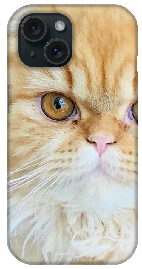Kitten iPhone Case featuring the photograph Tawny #1 by Juliette Becker