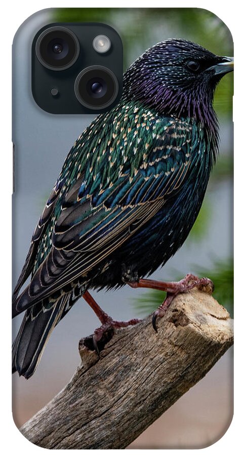 Avian iPhone Case featuring the photograph The Starling #1 by Cathy Kovarik