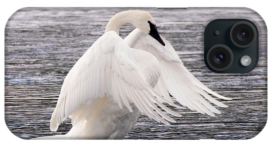 Bird iPhone Case featuring the photograph Trumpeter Swan #1 by Dennis Hammer