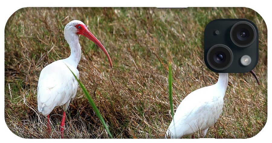 Ibis iPhone Case featuring the photograph White Ibis II by Robert Harris