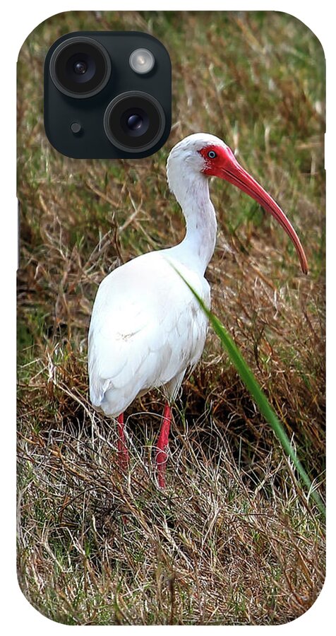 Ibis iPhone Case featuring the photograph White Ibis by Robert Harris