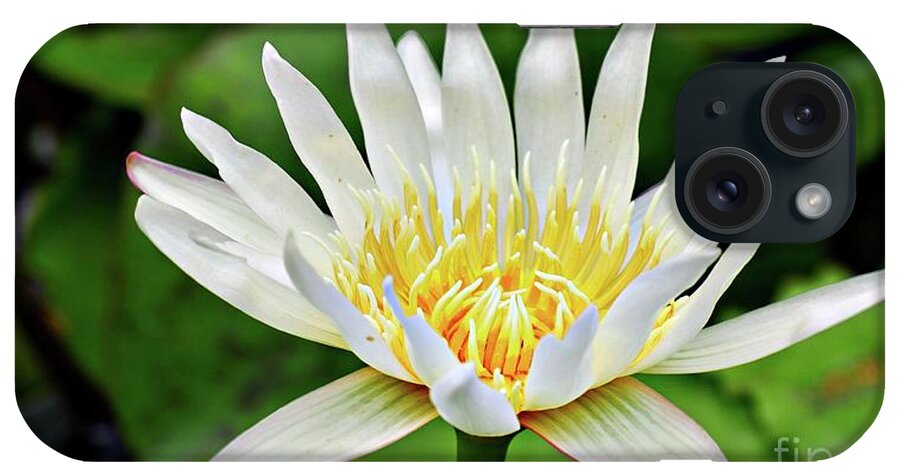 Water Lily iPhone Case featuring the photograph White Lily #1 by On da Raks