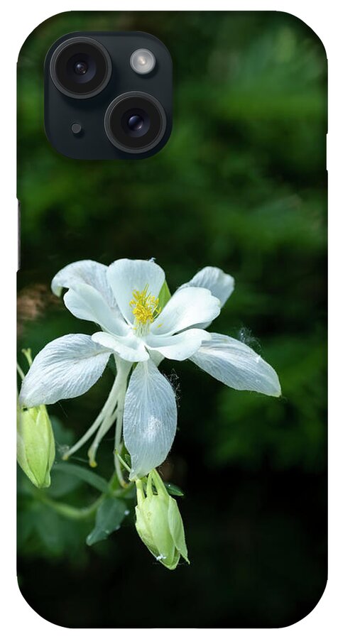Wild Flower iPhone Case featuring the photograph Wild Columbine #1 by Laura Terriere