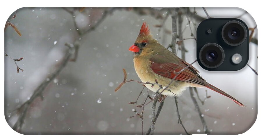 Cardinal iPhone Case featuring the photograph Winter Cardinal #1 by Brook Burling
