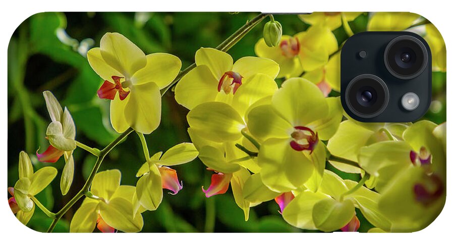 Orchids iPhone Case featuring the photograph Yellow Orchids #1 by Cate Franklyn