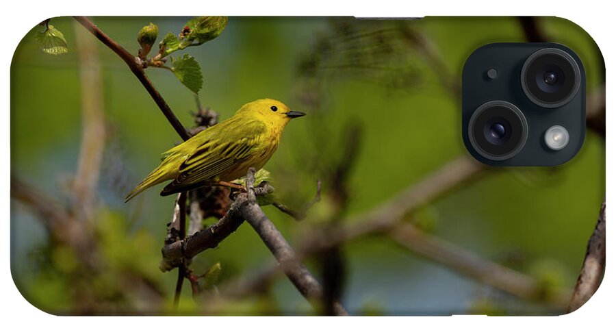 Yellow Warbler iPhone Case featuring the photograph Yellow Warbler #1 by JT Lewis
