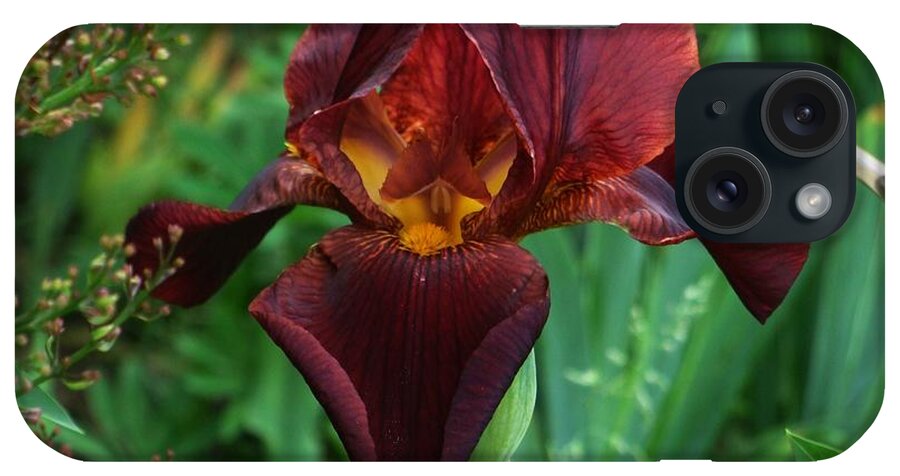 Bearded Iris iPhone Case featuring the photograph Bearded Iris #11 by Anthony Seeker