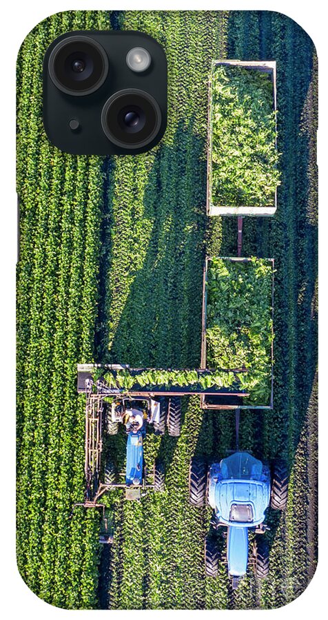 Celery iPhone Case featuring the photograph Celery Harvest #10 by Jim West