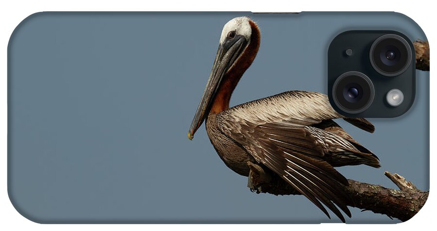 Pelican iPhone Case featuring the photograph Perched Pelican by Doug McPherson