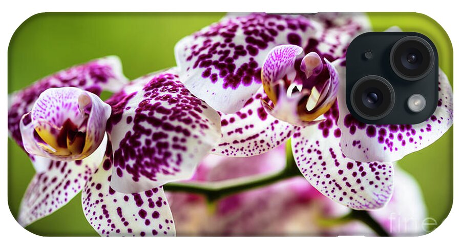 Background iPhone Case featuring the photograph Spotted Orchid Flowers #14 by Raul Rodriguez