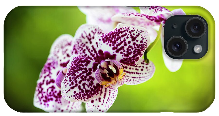 Background iPhone Case featuring the photograph Spotted Orchid Flowers #15 by Raul Rodriguez