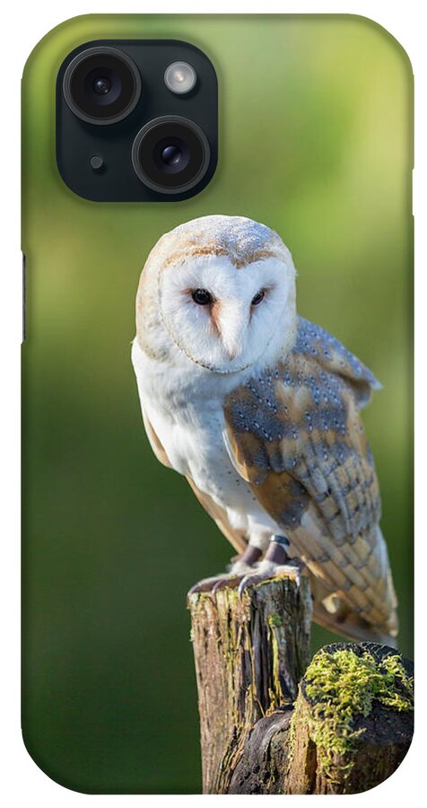Barn Owl iPhone Case featuring the photograph Barn Owl by Anita Nicholson