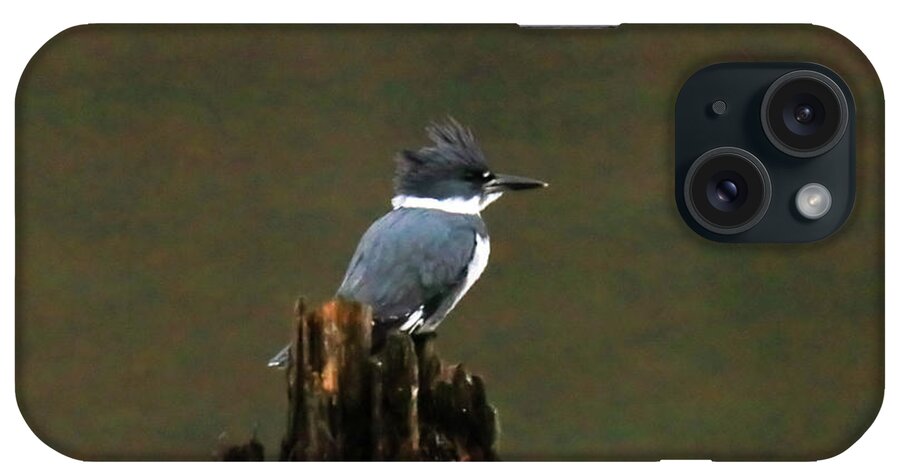 Belted Kingfisher iPhone Case featuring the photograph Belted Kingfisher #2 by Jeff Swan