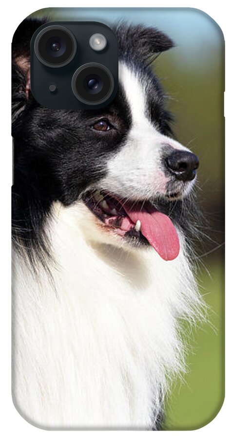 Border Collie iPhone Case featuring the photograph Border Collie Portrait #1 by Diana Andersen