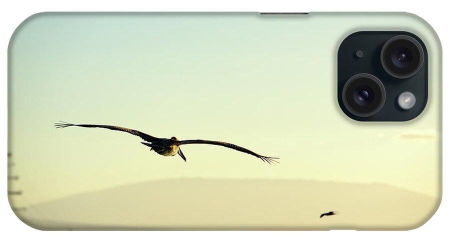 Republic Of Ecuador iPhone Case featuring the photograph Brown Pelican, Pelecanus occidentalis, Elizabeth Bay, Isabela Island, Galapagos Islands, Ecuador #2 by Kevin Oke