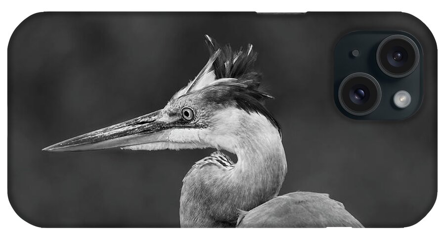  iPhone Case featuring the photograph Great blue heron #2 by Puttaswamy Ravishankar