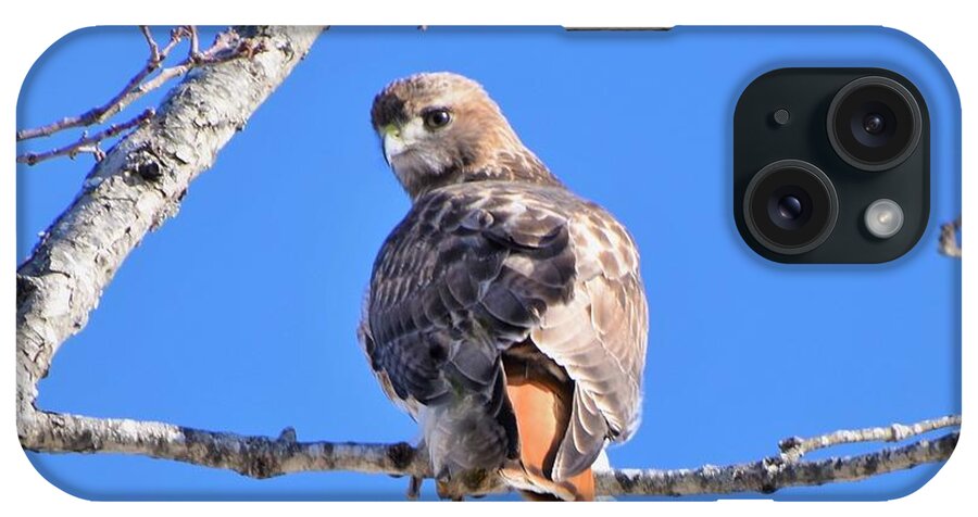 - Red-tailed Hawk iPhone Case featuring the photograph - Red-tailed Hawk #2 by THERESA Nye
