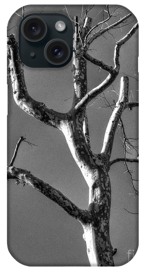 Tree iPhone Case featuring the photograph Tree #2 by Marc Bittan
