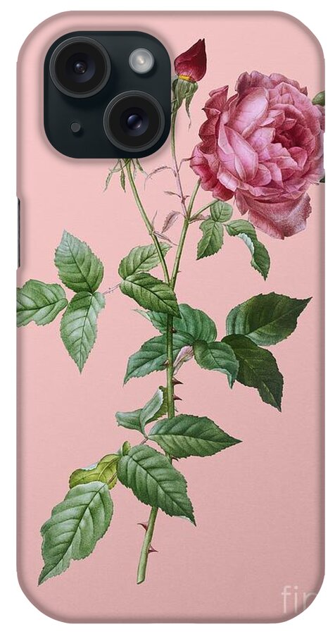 Holyrockarts iPhone Case featuring the painting Vintage Provence Rose Botanical Illustration on Pink #3 by Holy Rock Design
