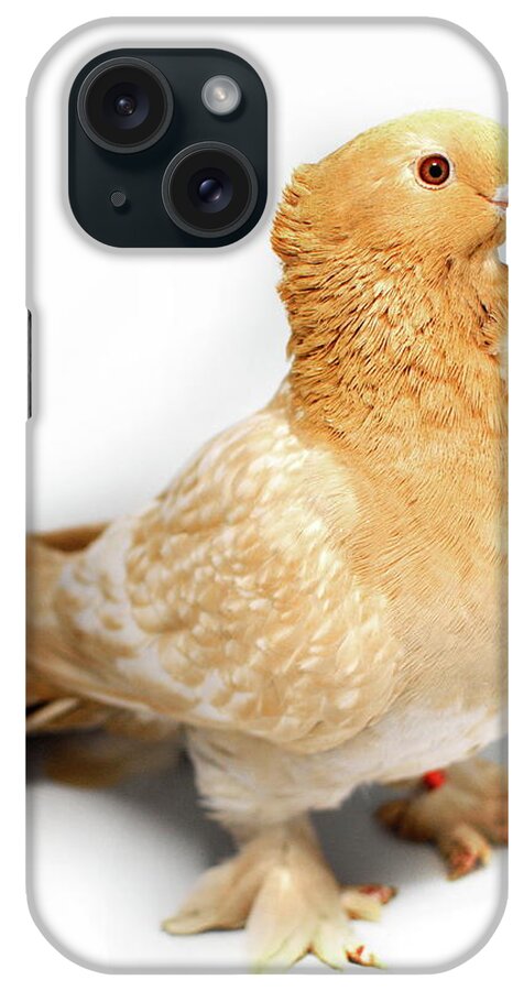Pigeon iPhone Case featuring the photograph Yellow Modern Frill Pigeon #2 by Nathan Abbott