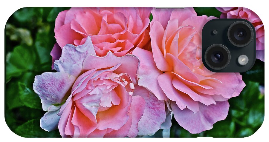 Roses iPhone Case featuring the photograph 2020 Mid June Garden Coral Roses 1 by Janis Senungetuk