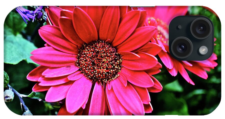 Daisy iPhone Case featuring the photograph 2020 Red Gerber Daisy 2 by Janis Senungetuk