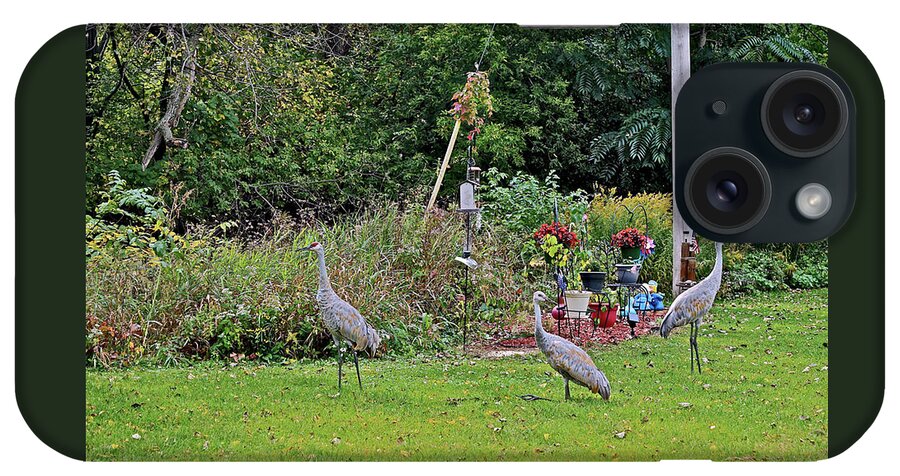 Sandhill Cranes; Birds; Backyard; iPhone Case featuring the photograph 2021 Fall Sandhill Cranes 6 by Janis Senungetuk