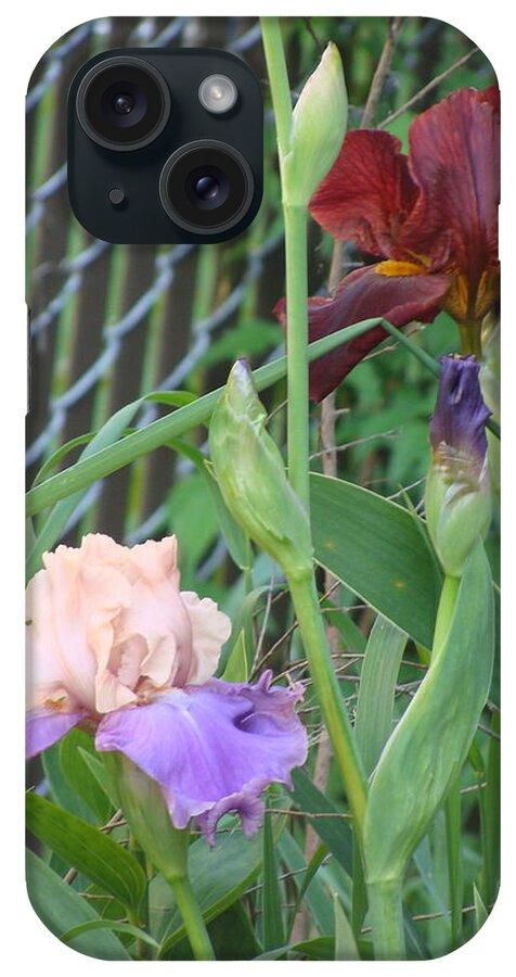 Bearded Iris iPhone Case featuring the mixed media Bearded Iris #27 by Anthony Seeker